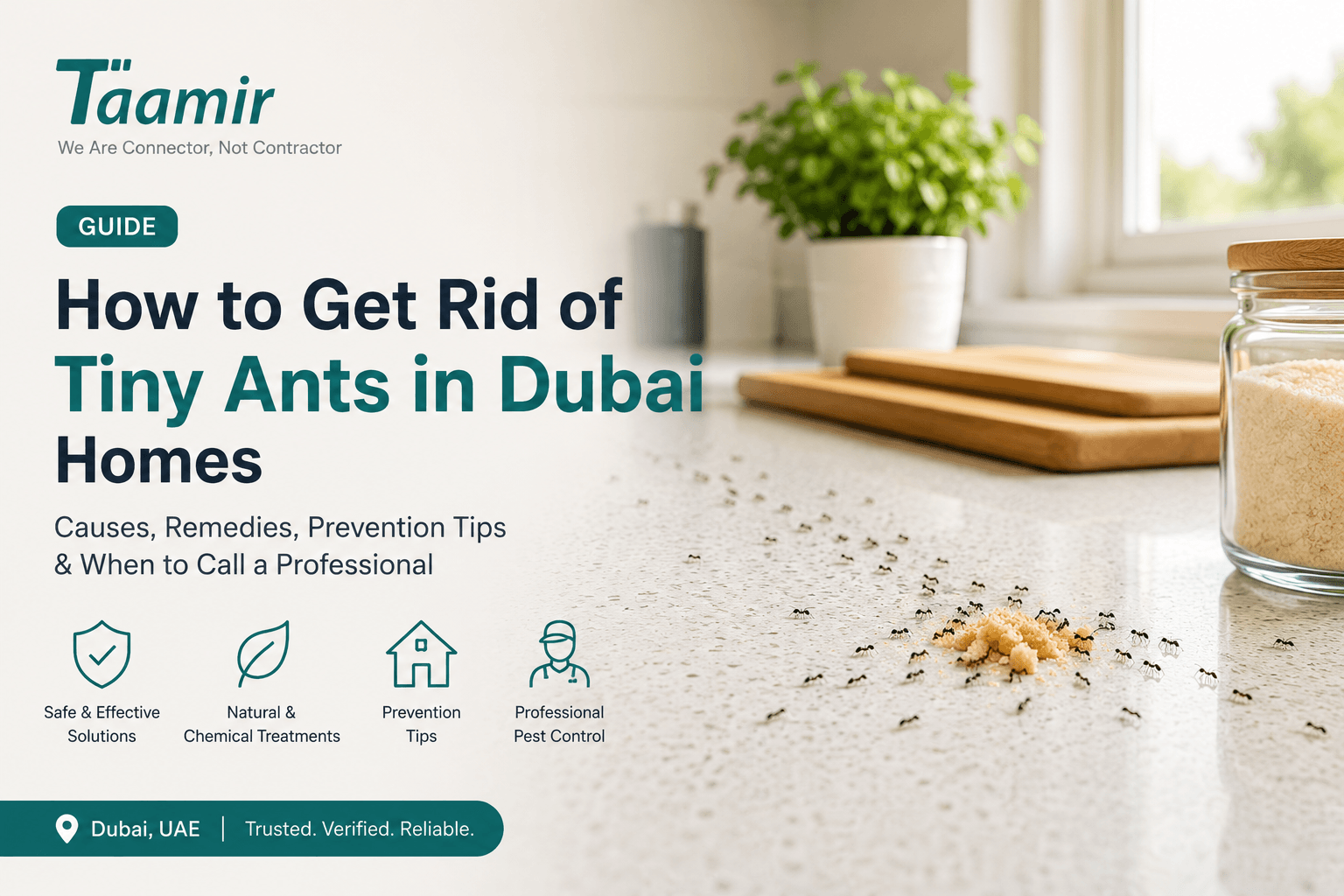 How to Get Rid of Tiny Ants in Dubai Homes: Causes, Remedies & Pest Control Tips